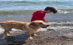 Golden Retriever cani in vendita: Golden retraiver a Città metropolitana di Roma Capitale - Immagine 2