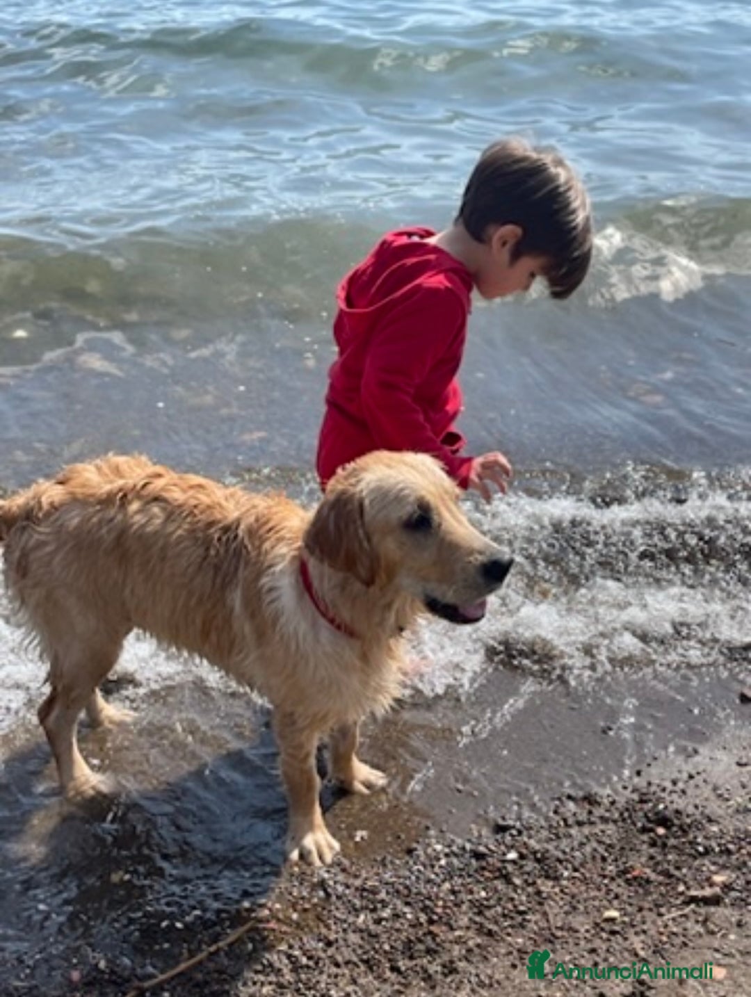 Golden Retriever cani in vendita: Golden retraiver a Città metropolitana di Roma Capitale - Immagine 2