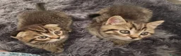 British gatti in vendita: British shorthair  - Annuncio 8