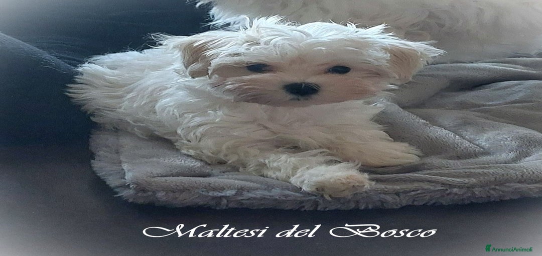 Immagine della galleria {{count}}