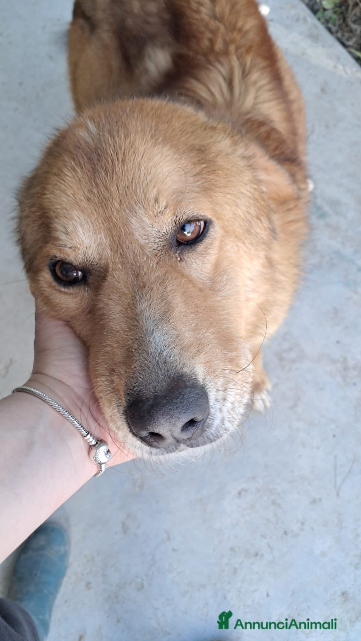 Meticcio cani Ciao a tutti, mi chiamo BISCOTTO  - Annuncio 2