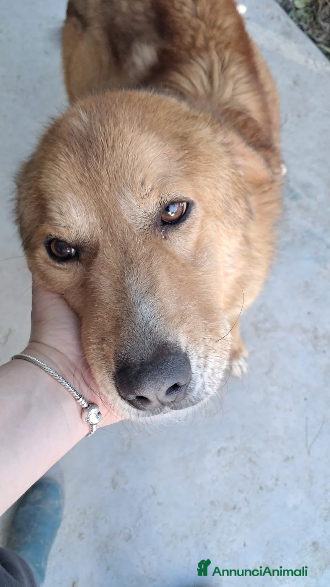 Meticcio cani in regalo: Ciao a tutti, mi chiamo BISCOTTO  a Provincia di Treviso - Annuncio 1