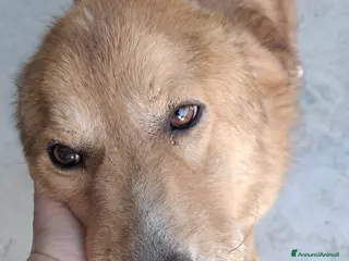 Meticcio cani Ciao a tutti, mi chiamo BISCOTTO - Annuncio 2