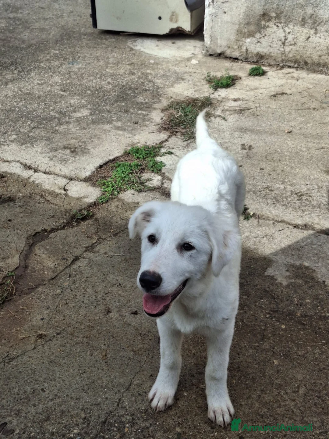 Meticcio cani in regalo: PROVOLA 🩷 È ANCORA LI', E ASPETTA... a Provincia di Macerata - Annuncio 8