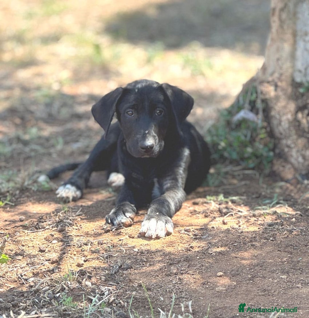 Altre razze cani in regalo: DANA DOLY DORIS 4 MESI (23/02/25) a Provincia di Bergamo - Immagine 8