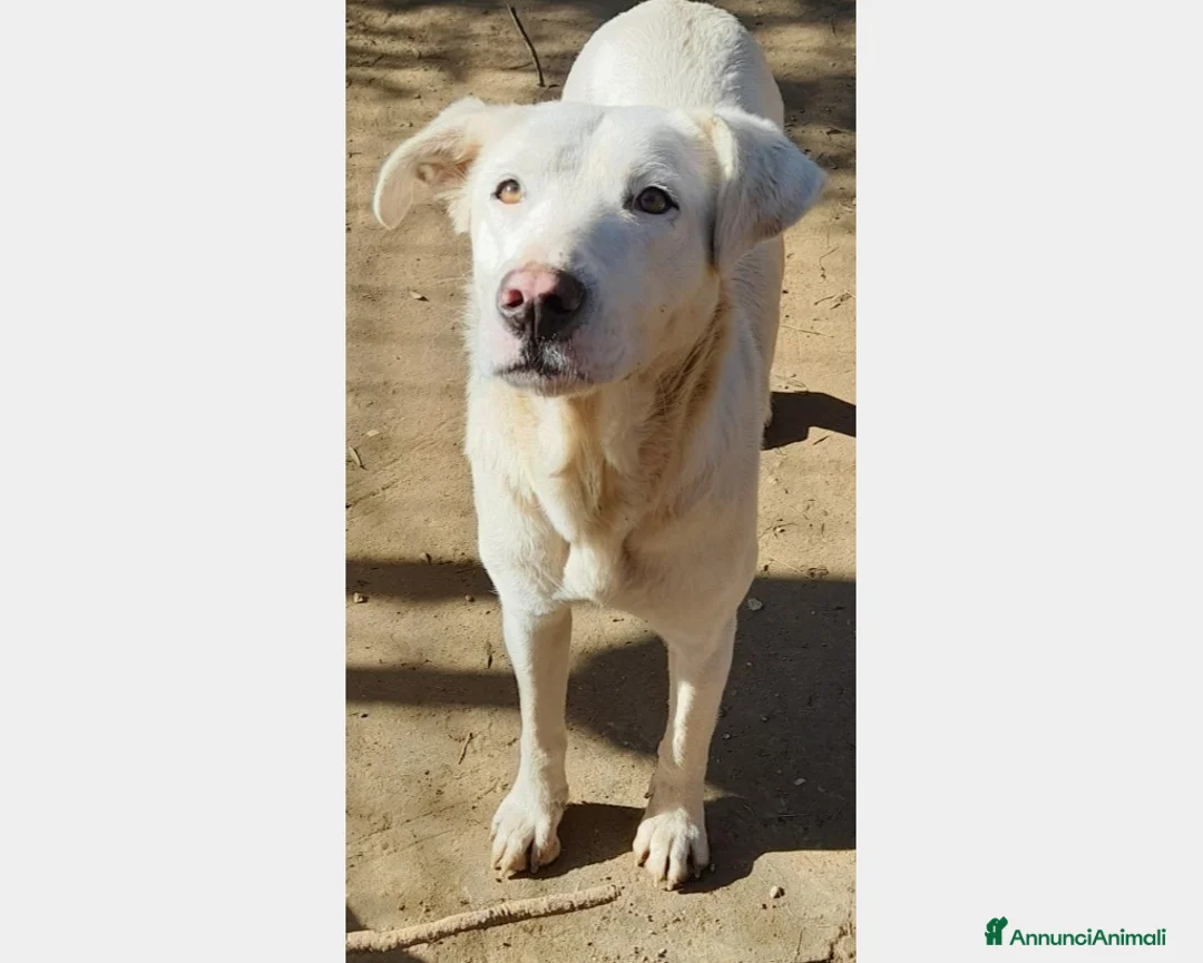 Labrador cani in regalo:  Clara, splendida labradorina in adozione a Latina - Annuncio 1