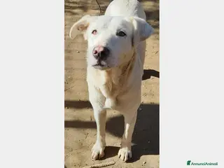 Labrador cani Clara, splendida labradorina in adozione a Latina - Annuncio 13