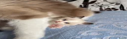Ragdoll gatti in vendita: Cuccioli di Ragdoll con pedigree - Annuncio 7