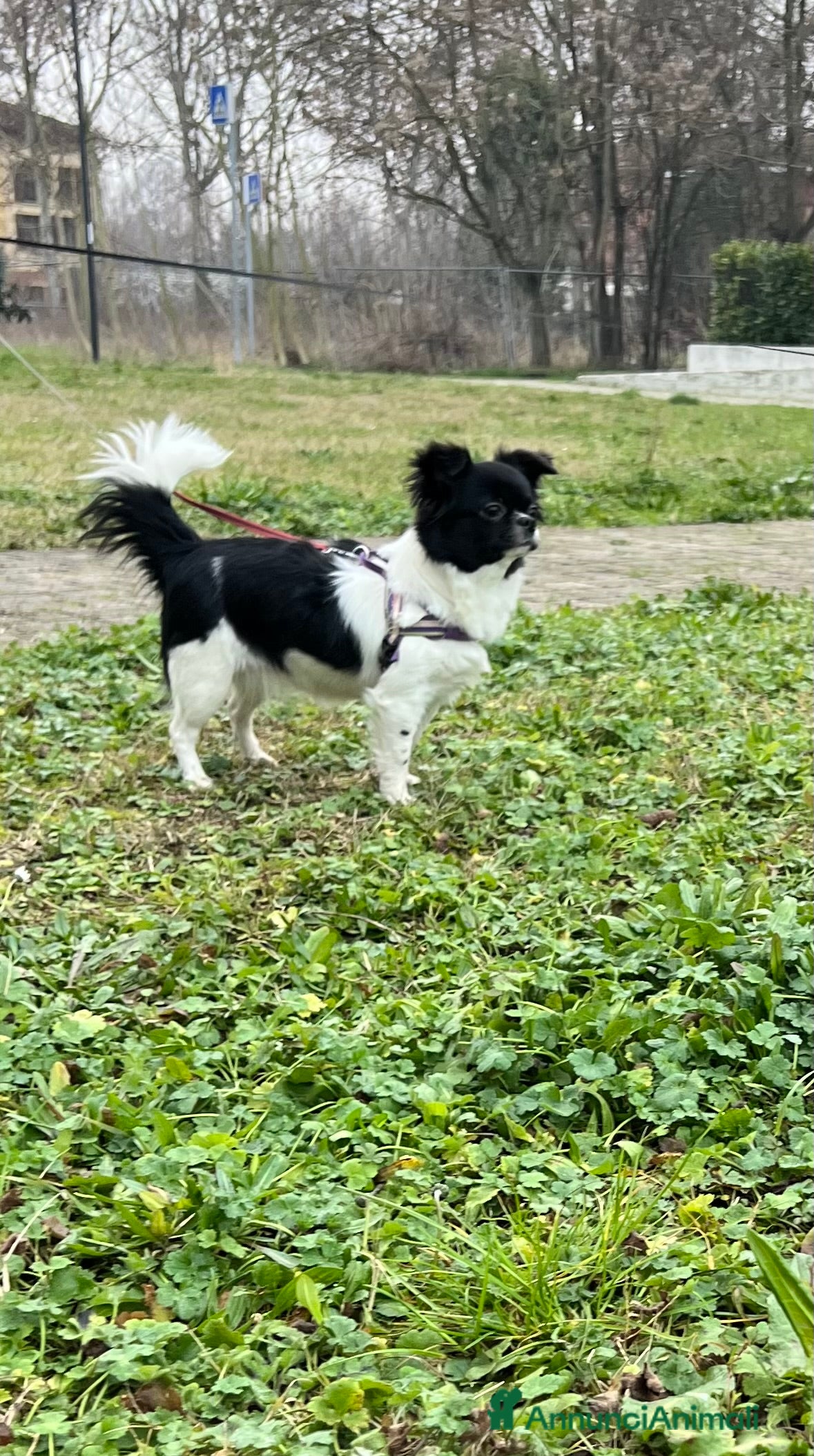 Chihuahua cani Chihuahua pedigree Enci femmina pelo lungo - Annuncio 2