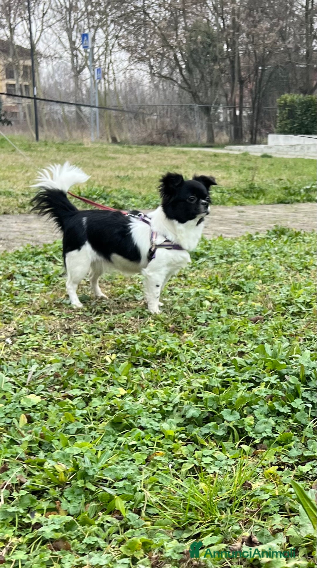 Chihuahua cani in vendita: Chihuahua pedigree Enci femmina pelo lungo - Annuncio 2