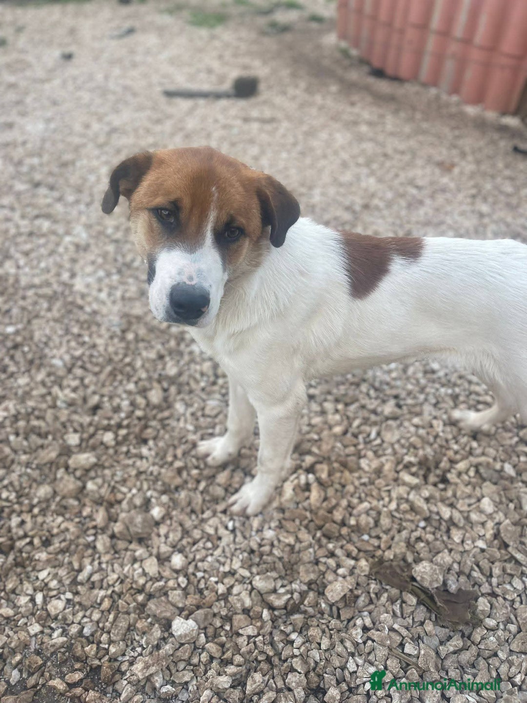 Meticcio cani in regalo: 6 mesi, cagnolino dolce e affettuoso  - Annuncio 1