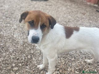 Meticcio cani 6 mesi, cagnolino dolce e affettuoso - Annuncio 1