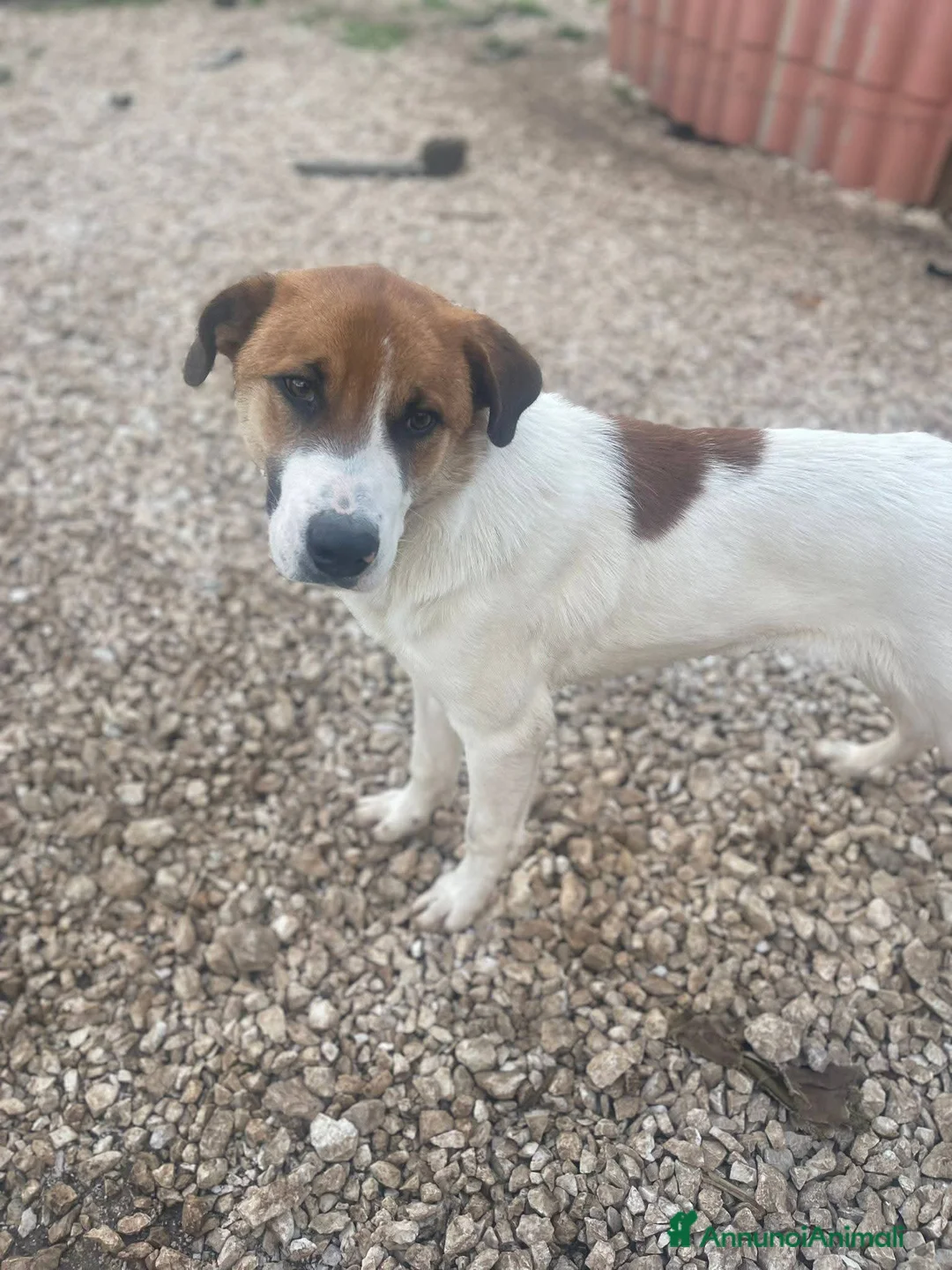 Meticcio cani in regalo: 8 mesi, cucciolo bello e simpatico - Annuncio 2