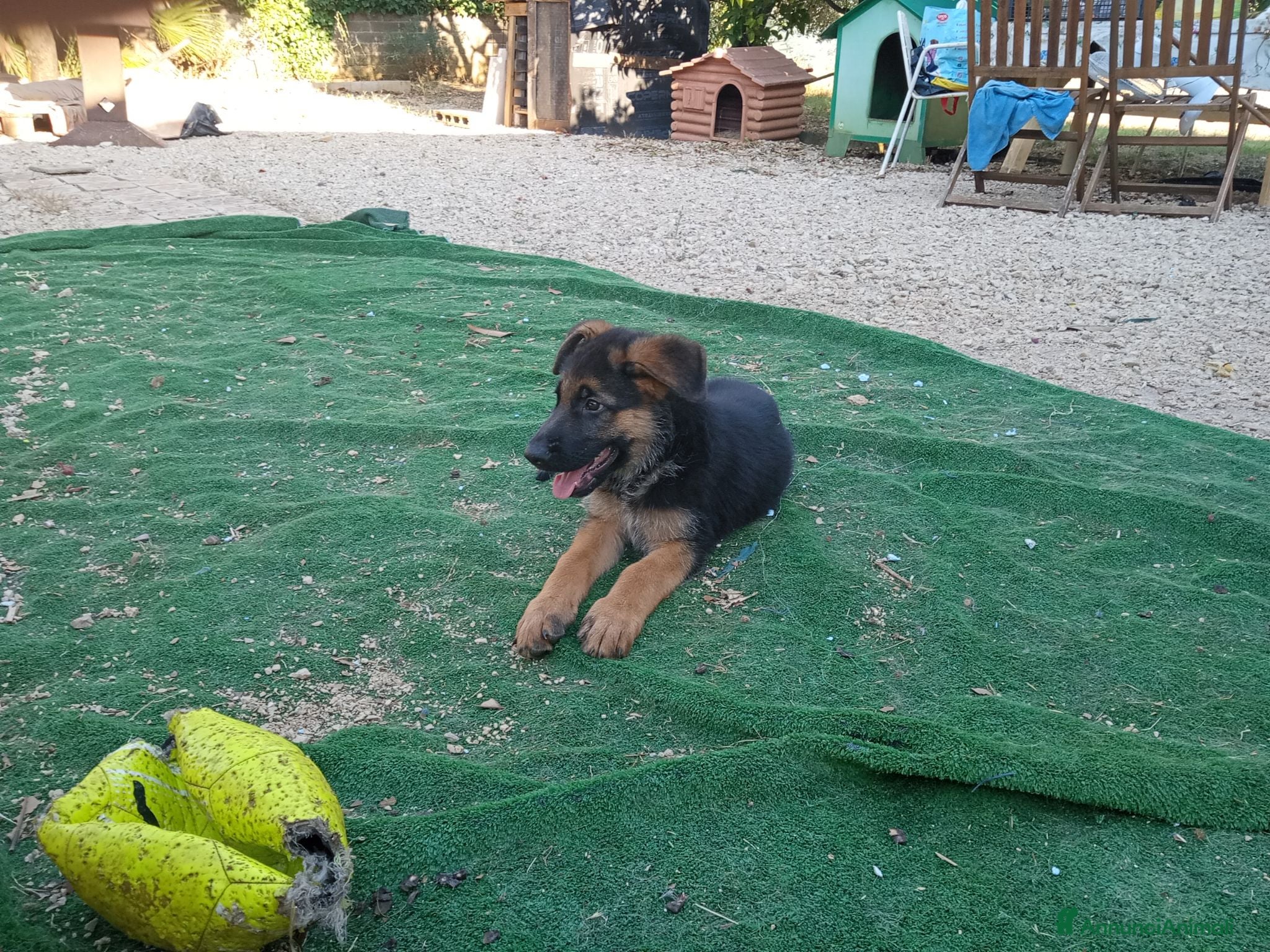 Pastore Tedesco cani Cuccioli di cane pastore tedesco   - Annuncio 26