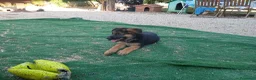 Pastore Tedesco cani in vendita: Cuccioli di cane pastore tedesco   - Annuncio 1