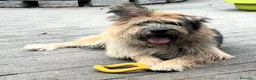 Meticcio cani in regalo: SPANK CERCA CASA - Annuncio 5
