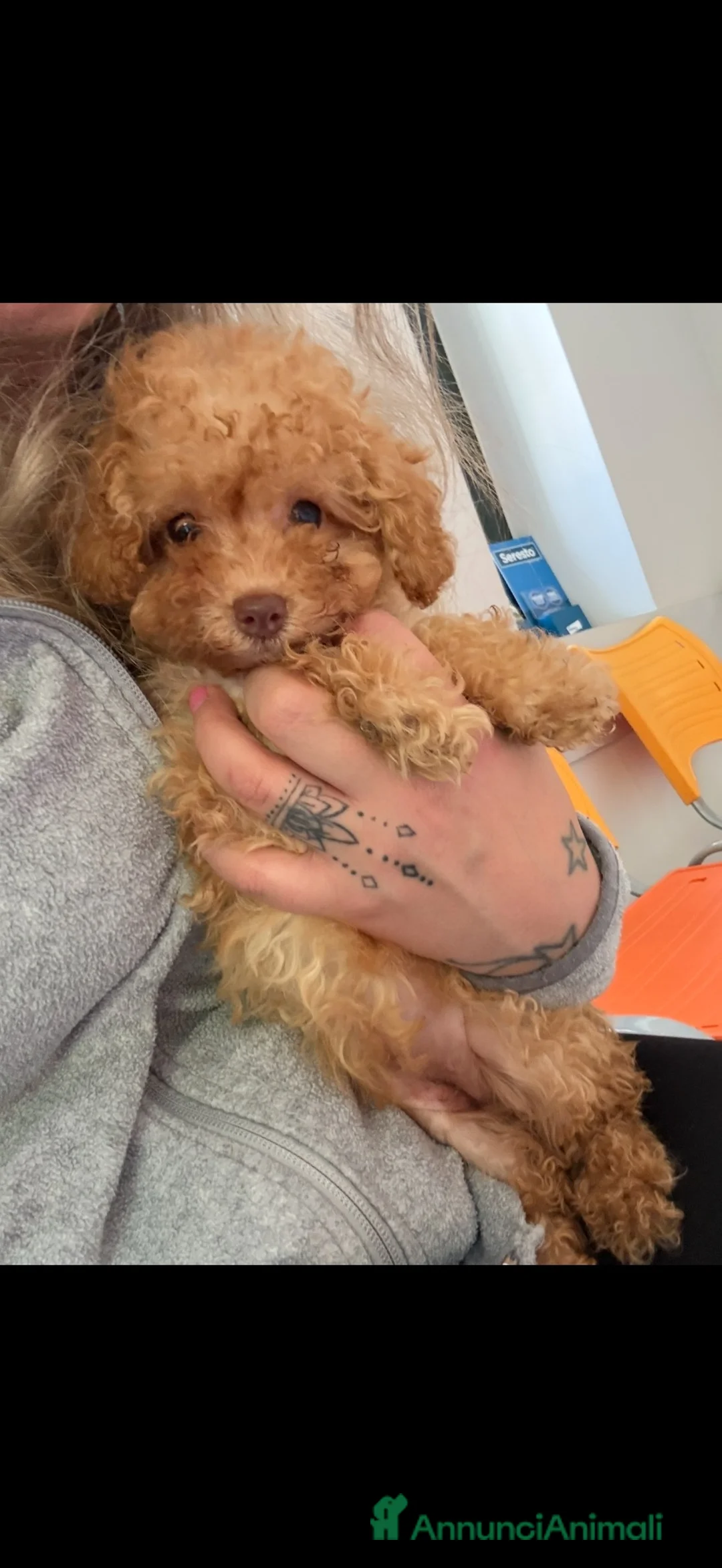 Barboncino cani in vendita: Cuccioli di barboncino  - Annuncio 2