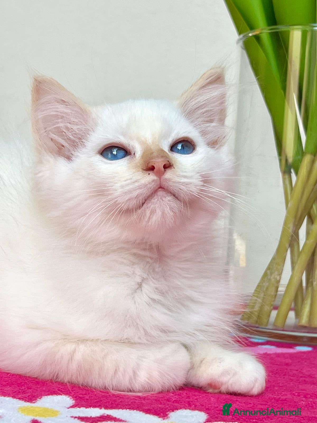 Ragdoll gatti cucciolo ragdoll disponibile - Annuncio 2