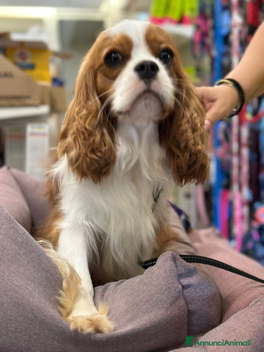 Cavalier King cani in vendita: Cuccioli di Cavalier King Charles Spaniel - Annuncio 11