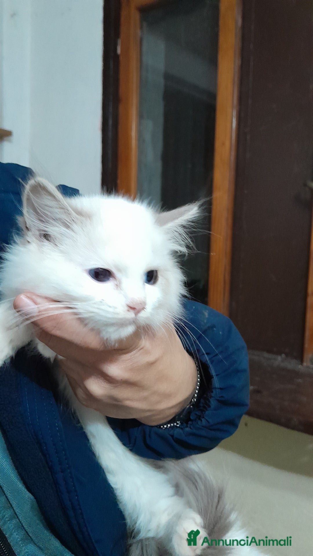 Ragdoll gatti in vendita: Ragdoll femmina  - Annuncio 2