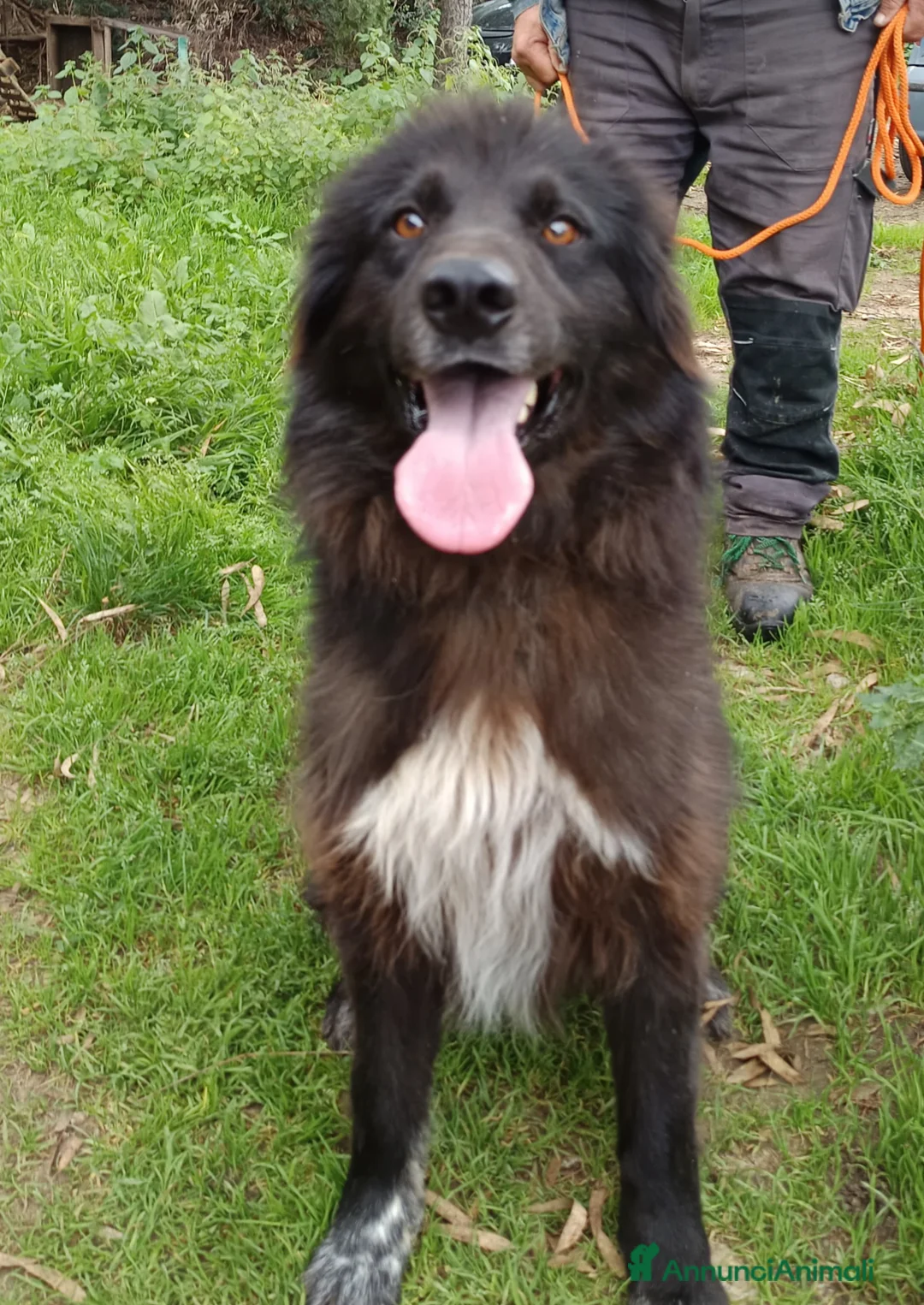 Pastore Belga cani in regalo: Nerone bellissimo, buono,cerca casa a Città Metropolitana di Venezia - Annuncio 2