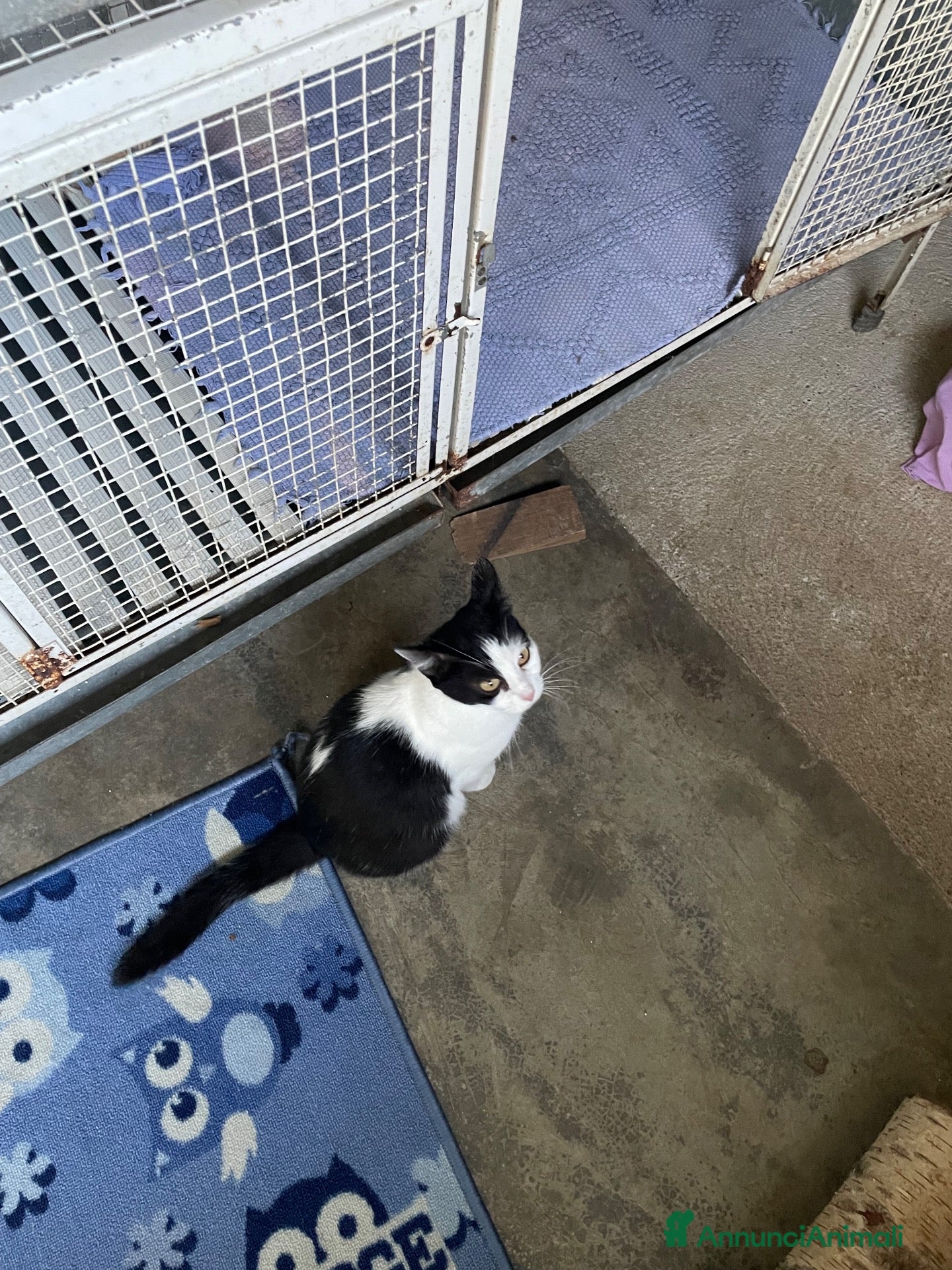 Europeo gatti Gatta sterilizzata  - Annuncio 8