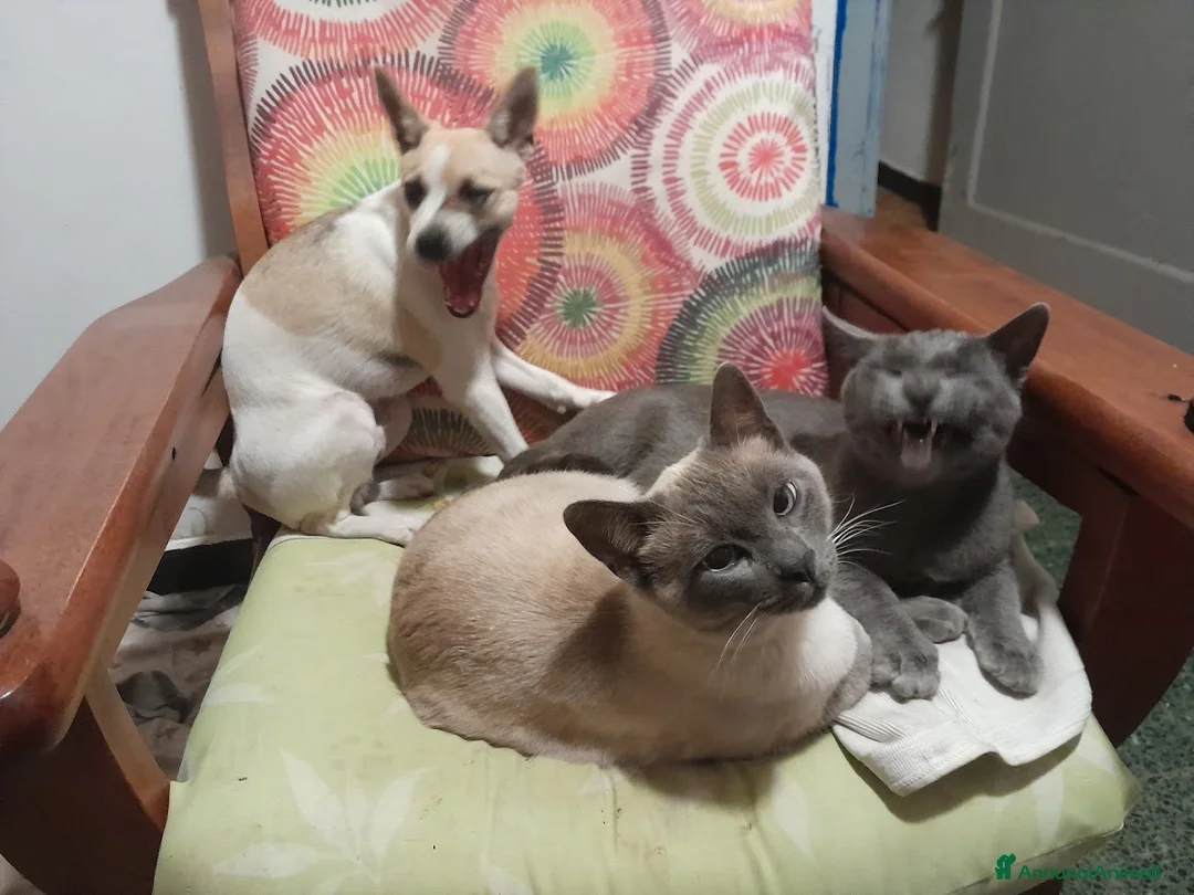 Meticcio cani in regalo: regalo cani di piccola taglia - Annuncio 2