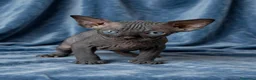 Sphynx gatti in vendita: Sphynx con pedigree  - Annuncio 3