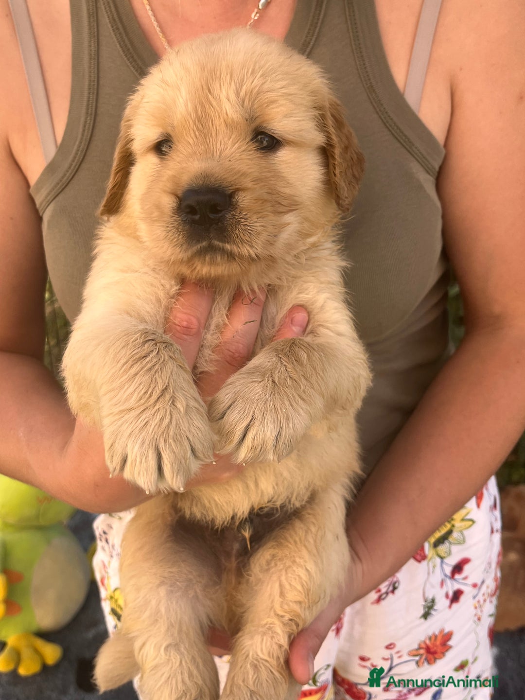Golden Retriever cani in vendita: Cuccioli Golden Retriever Americani 🇺🇸 a Città Metropolitana di Bologna - Immagine 3