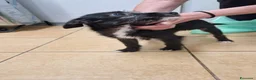 Meticcio cani in regalo: Camilla e Tommaso Yorkshire/Pinscher Mix in Canile - Annuncio 4