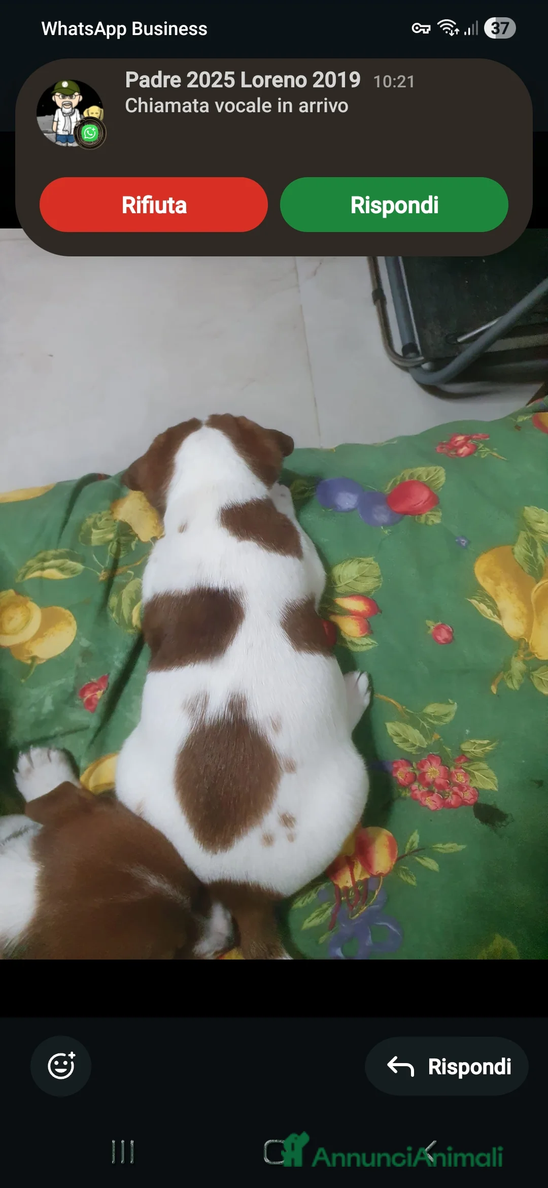 Jack Russell cani in vendita: Stupendi cuccioki di Jack Russel - Annuncio 18