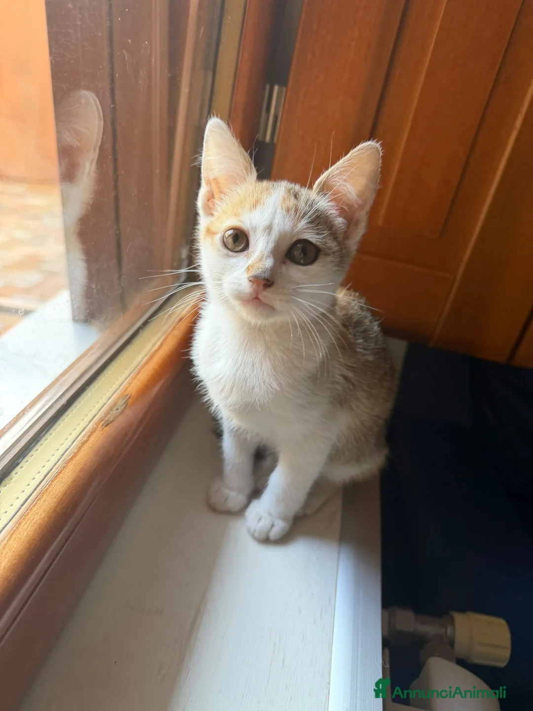 Europeo gatti in regalo: Amira minuscola micina tricolore - Annuncio 6