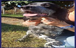 Setter Inglese cani in regalo: ZANZIBAR 2anni stupendo-adatto a tutti - Immagine 6