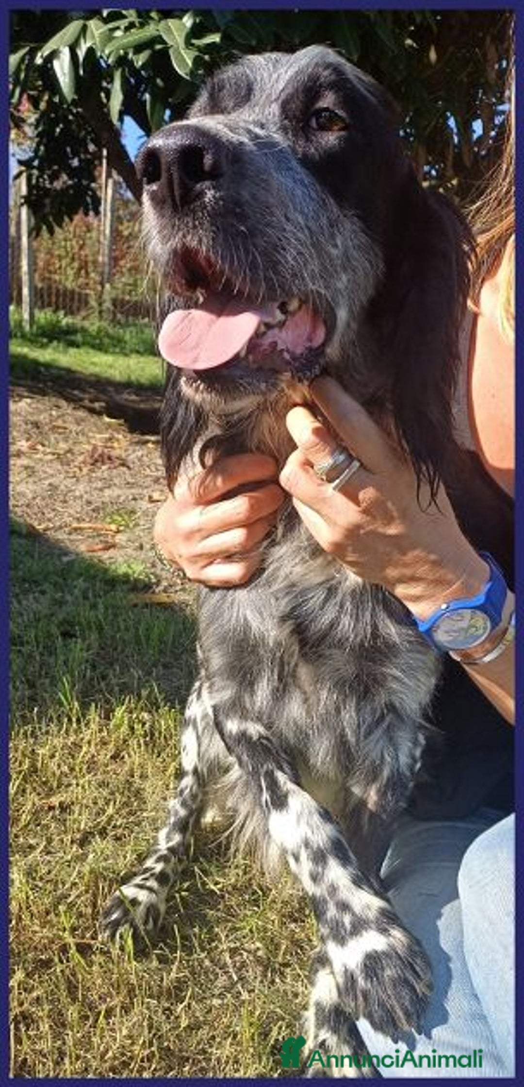 Setter Inglese cani in regalo: ZANZIBAR 2anni stupendo-adatto a tutti - Immagine 6