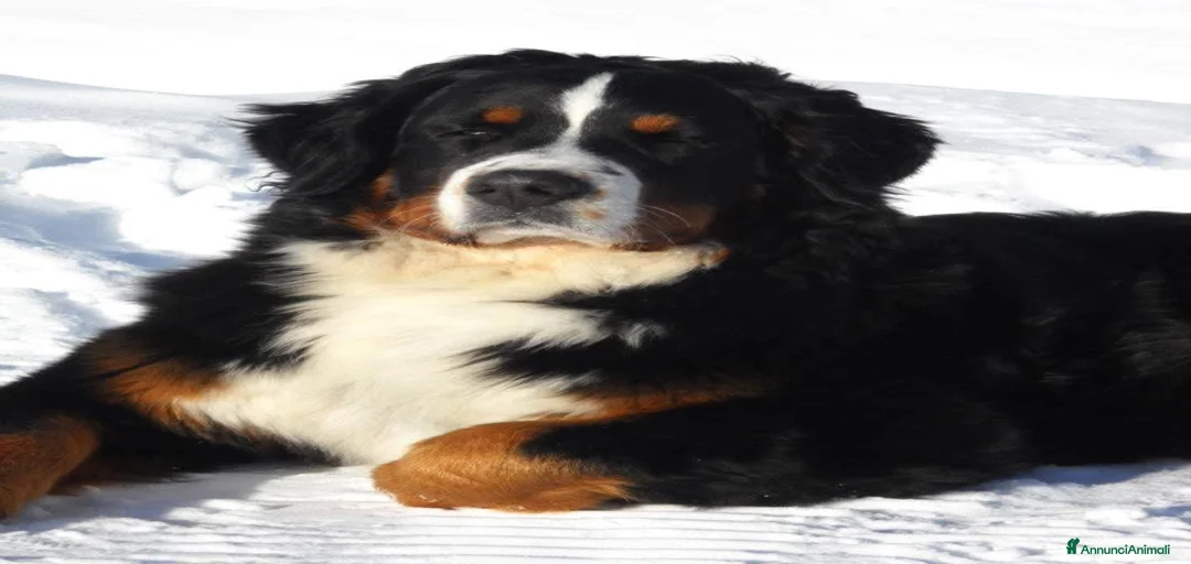 Immagine della galleria {{count}}