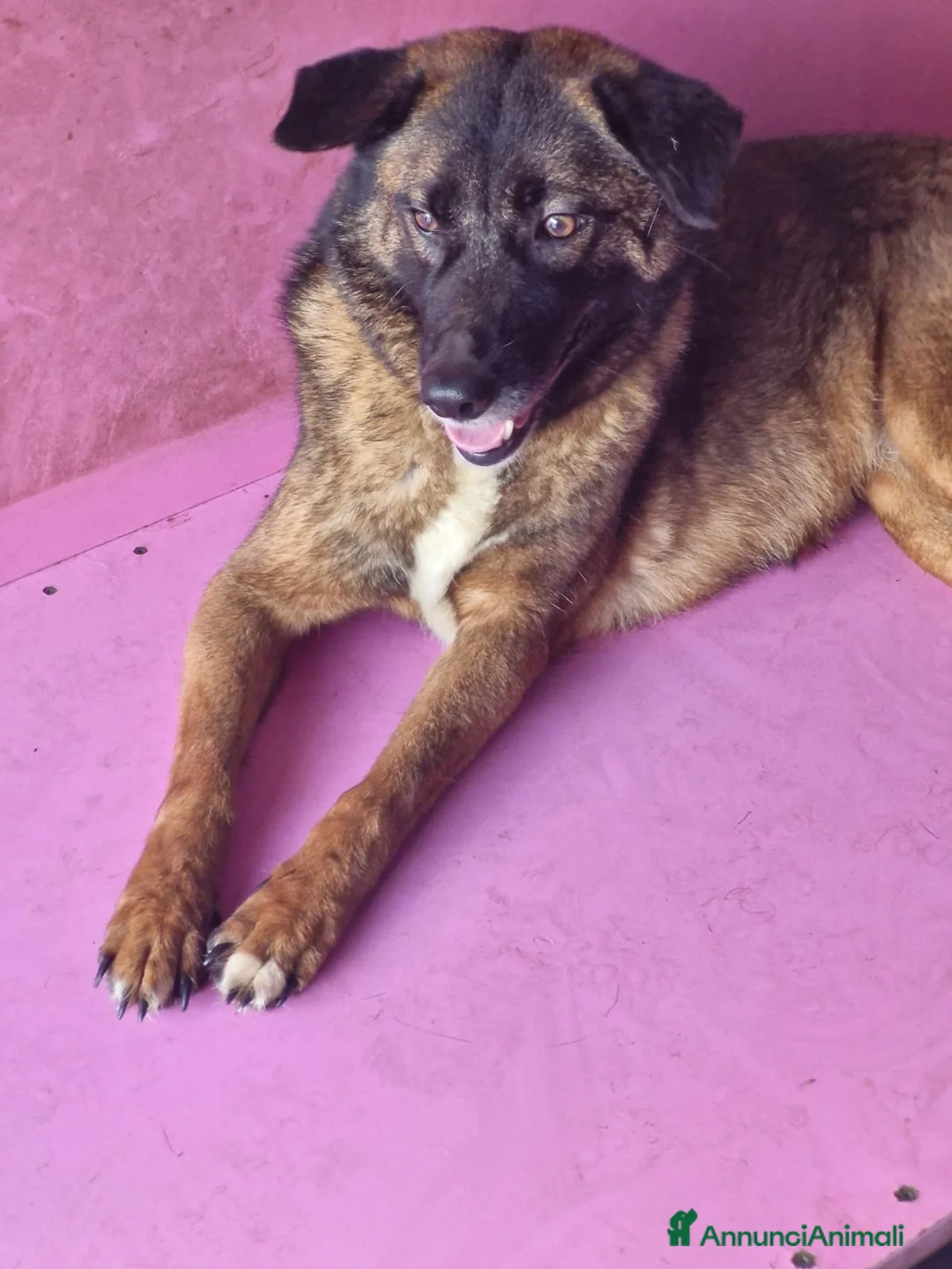 Pastore del Caucaso cani in regalo: Splendida simil Pastore del Caucaso - CARRIE - Annuncio 9