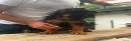 Pastore Tedesco cani in vendita: Cuccioli pastore tedesco  a Provincia di Como - Annuncio 6