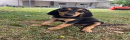 Segugio cani in vendita: Segugio italiano  a Provincia di Bergamo - Annuncio 3