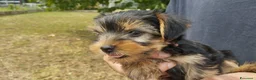 Yorkshire cani in vendita: CUCCIOLI DI YORKSHIRE TERRIER DISPONIBILI a Provincia di Vicenza - Annuncio 1
