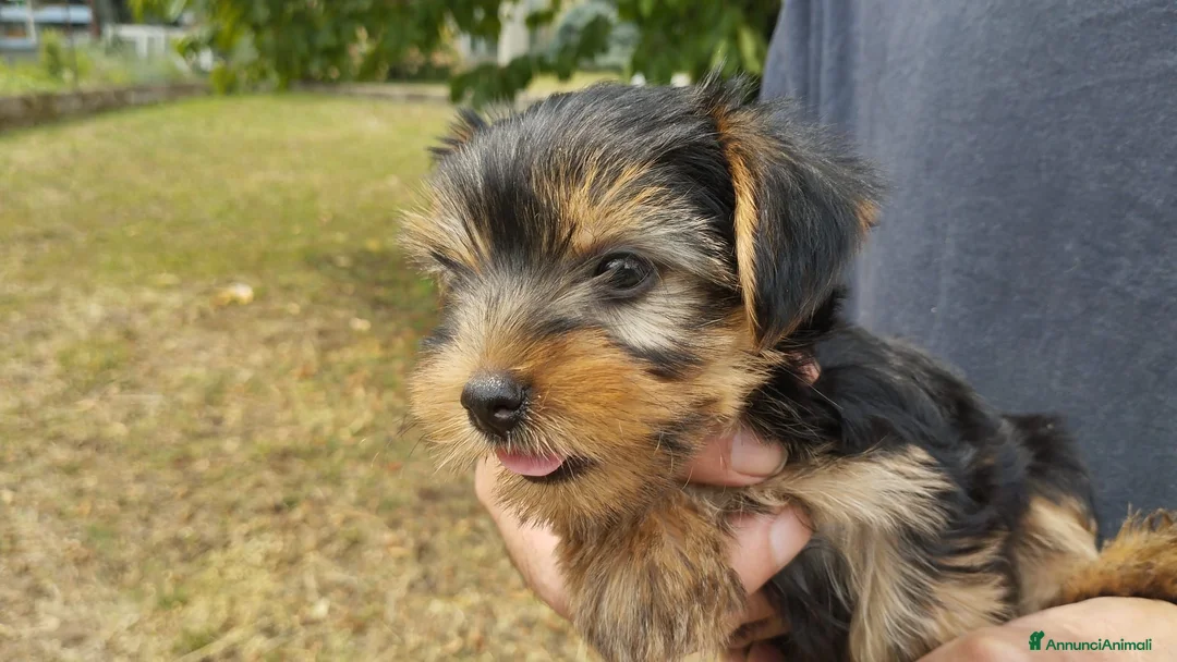 Yorkshire cani in vendita: CUCCIOLI DI YORKSHIRE TERRIER DISPONIBILI a Provincia di Vicenza - Annuncio 1