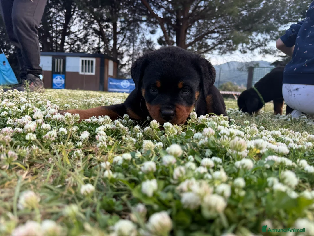 Rottweiler cani in vendita: Cuccioli di rottweiler  - Annuncio 2