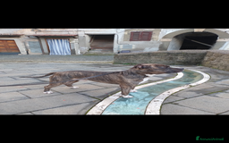 American Staffordshire cani in regalo: Amstaff maschio  - Immagine 1