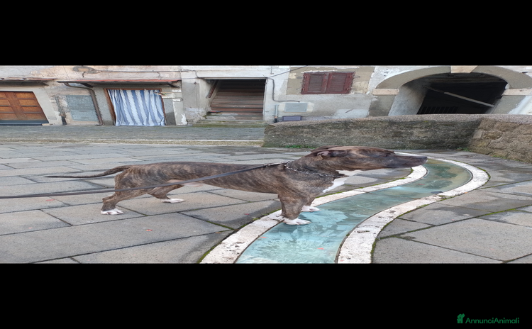 American Staffordshire cani Amstaff maschio  - Annuncio 2