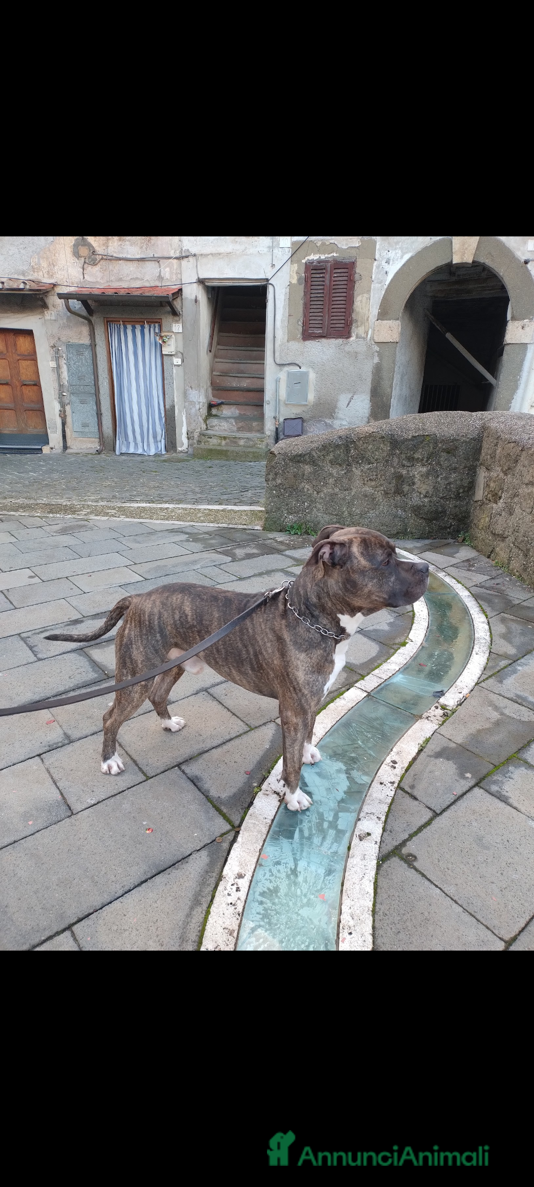 American Staffordshire cani in regalo: Amstaff maschio  - Immagine 1