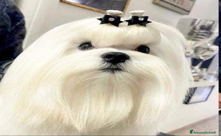 Maltese cani a Province of Fermo - Annuncio 2