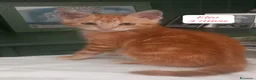 Altre razze gatti in regalo: S.o.S. micini da salvare  a Città Metropolitana di Bologna - Annuncio 12