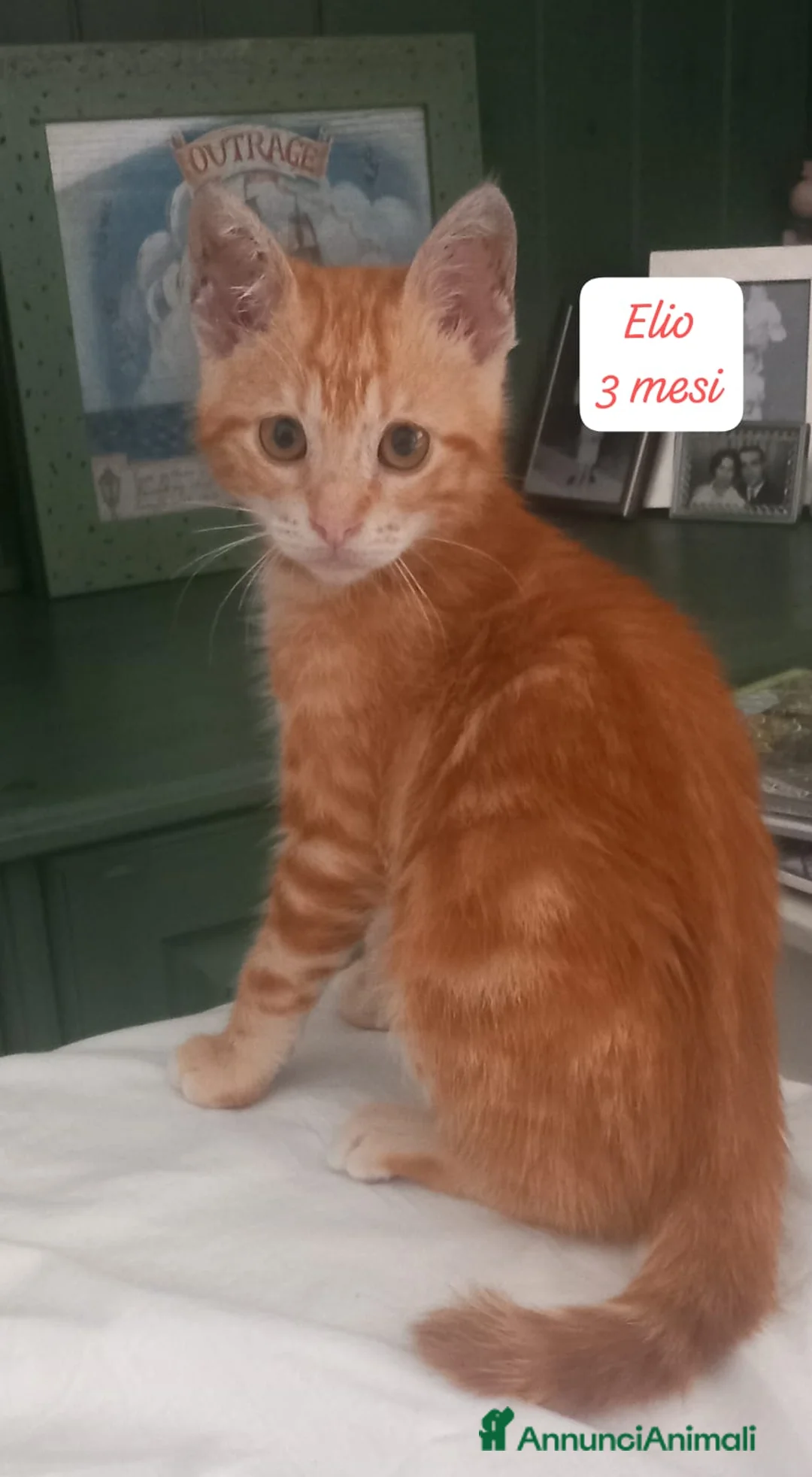 Altre razze gatti in regalo: S.o.S. micini da salvare  a Città Metropolitana di Bologna - Annuncio 12