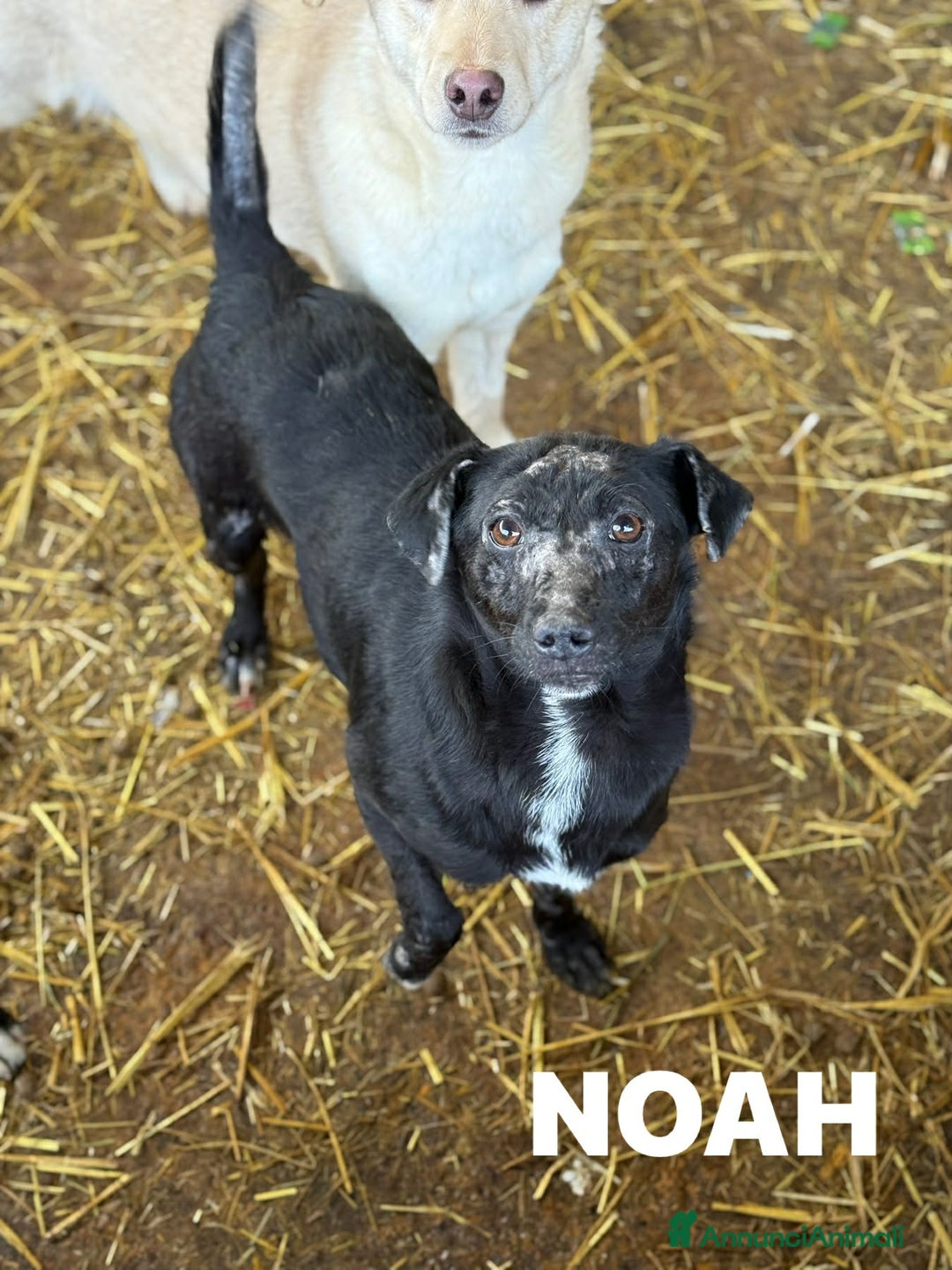 Meticcio cani in regalo: NOAH, dolce nanetto spennacchiato! Tg PICCOLA. - Annuncio 2