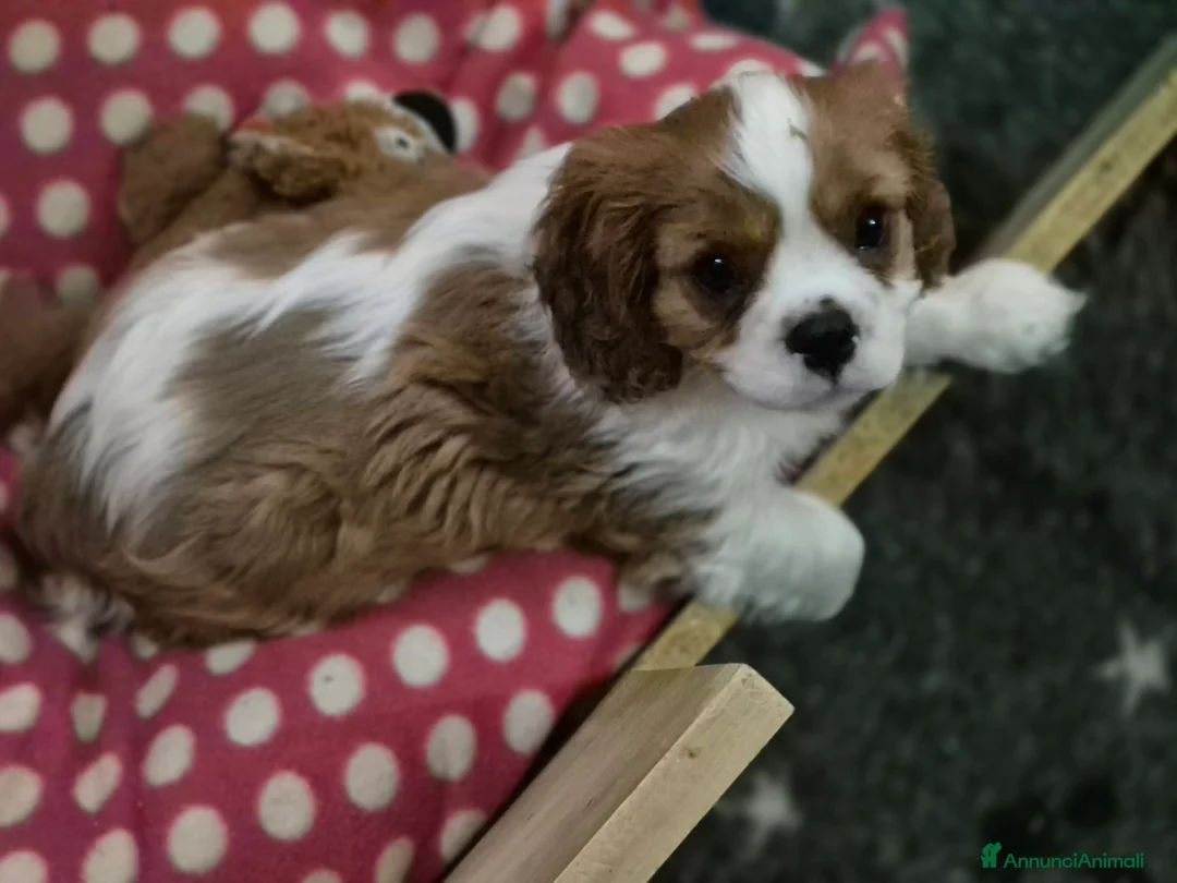 Cavalier King cani in vendita: Cuccioli Cavalier King Charles Spaniel  - Annuncio 2