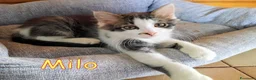 Europeo gatti in regalo: MILO GATTINO DI 4 MESI - Annuncio 9